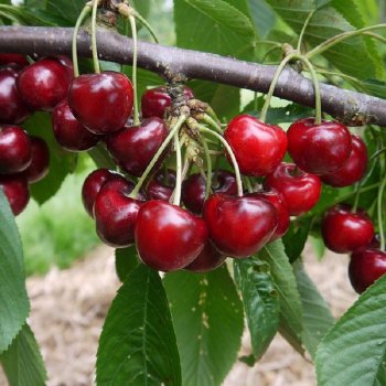 Prunus avium, Čerešňa ´LAPINS´ (na kmienku), kont.C6L, výška: 150-170 cm, obvod kmeňa: 4/6 cm (neskorá)